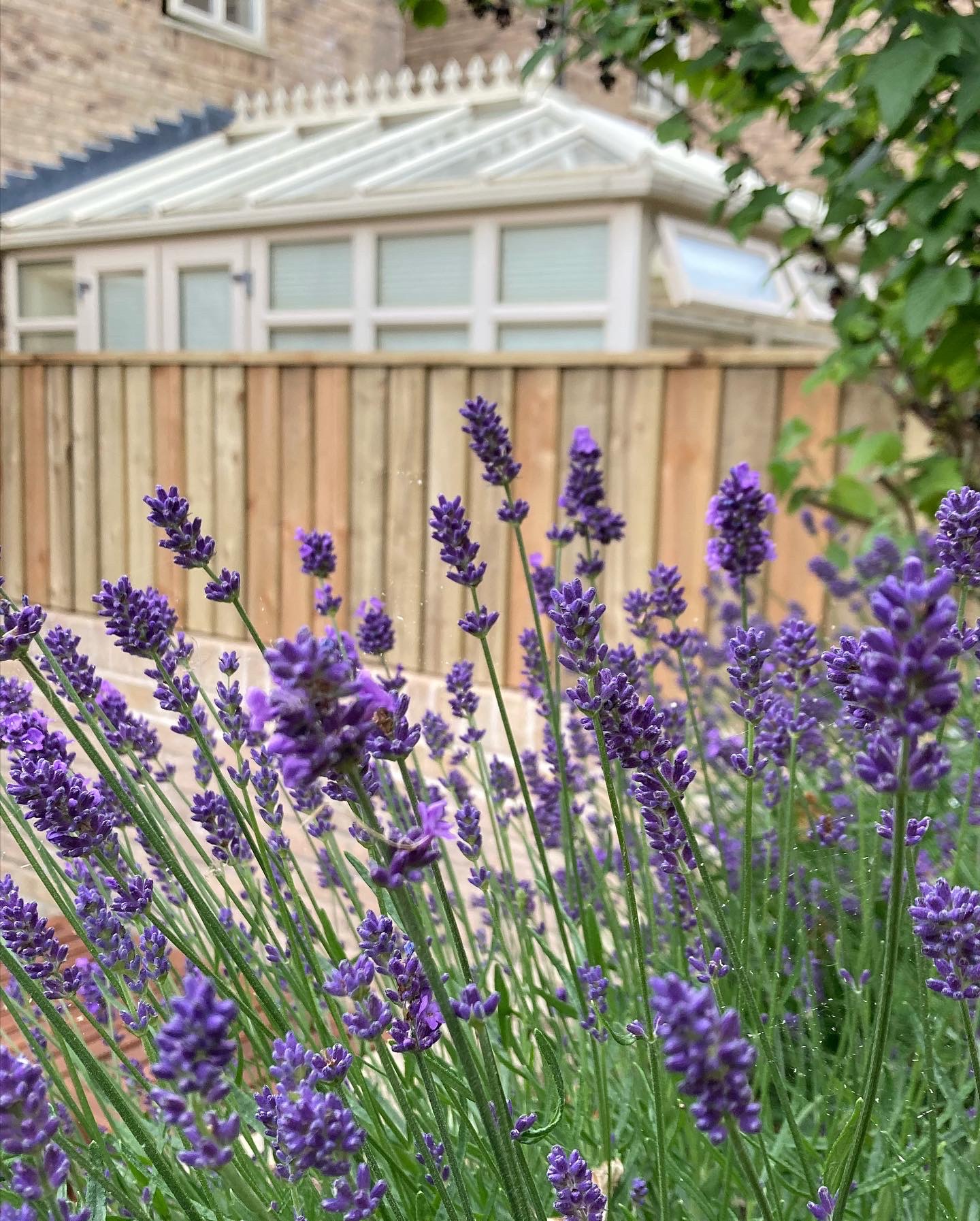 Planting – Needham Design Ltd